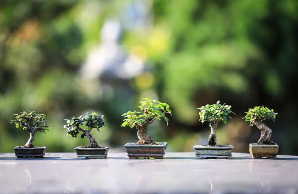 Bonsai is a Japanese technique to grow small or dwarf varieties of trees in small pots or containers
