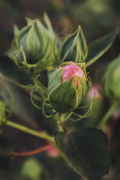 Bud of a plant can refer to many varied things, but in general it is a tightly condensed shoot which is the beginnings of flower, stem or leaf growth