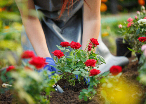 By planting roses now, you give them a good chance to get established throughout winter and ready for solid growth and flowering into spring