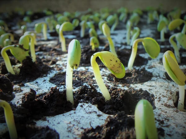 Germination applies to the first stage of development a seed takes in the process of becoming a plant