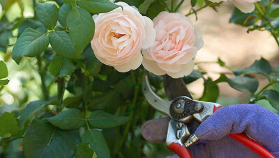 Give your roses a strong prune this July!