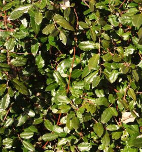 Most bush or hedge like plants are better of with small, regular prunes to keep them in shape