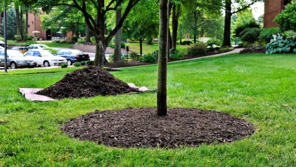 Mulch is a layer of material, usually organic placed around plants to help maintain moisture