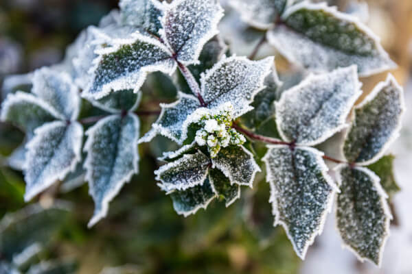 The term frost hardy is a plant that will not die if it has to go through some frost conditions