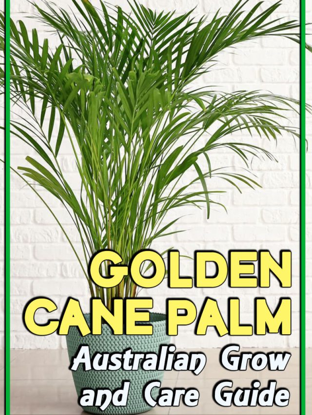 Golden Cane Palm Australian Grow And Care Guide Aussie Green Thumb