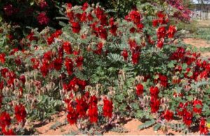 Sturt Desert Pea Australian Native Growing Guide Agt