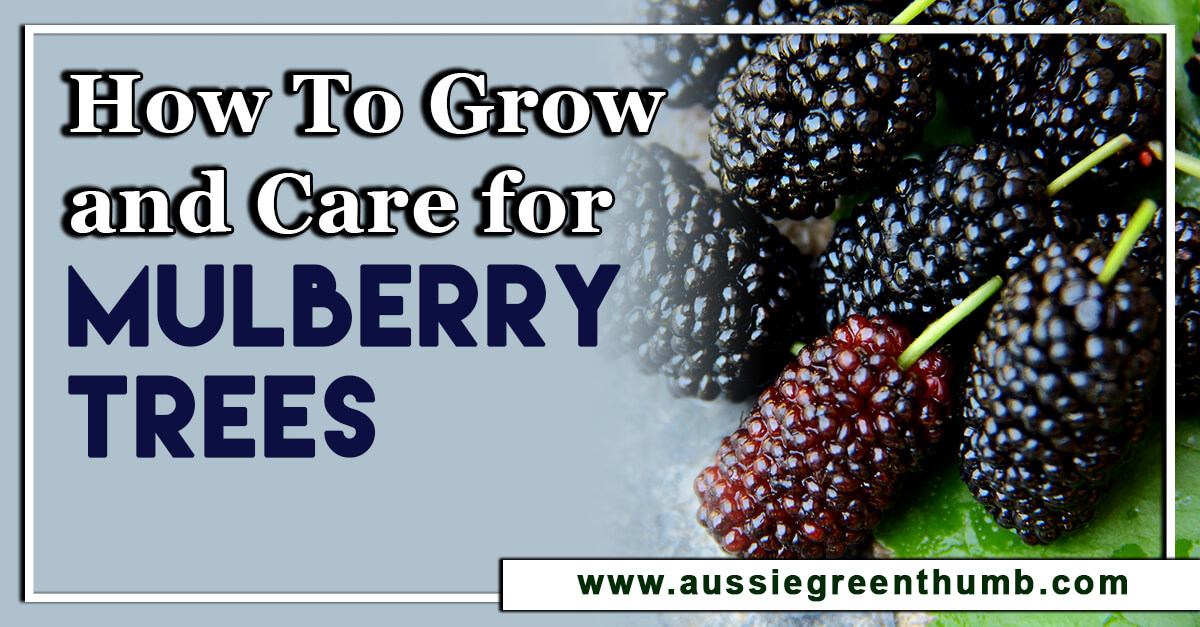 How To Grow Mulberry Trees In Australia Agt