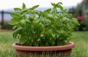 How To Plant Grow And Harvest Basil Agt