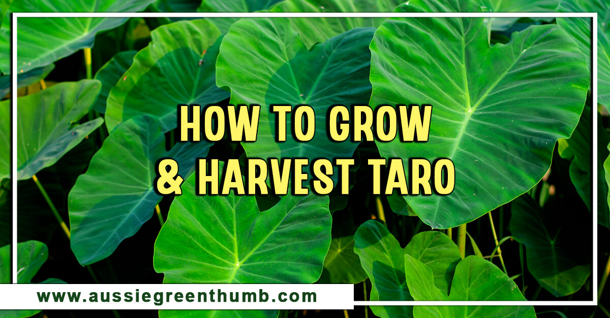 How To Grow And Harvest Taro Agt