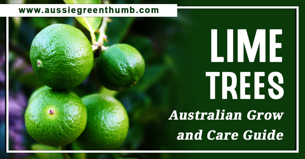 Lime Trees Australian Grow And Care Guide Agt