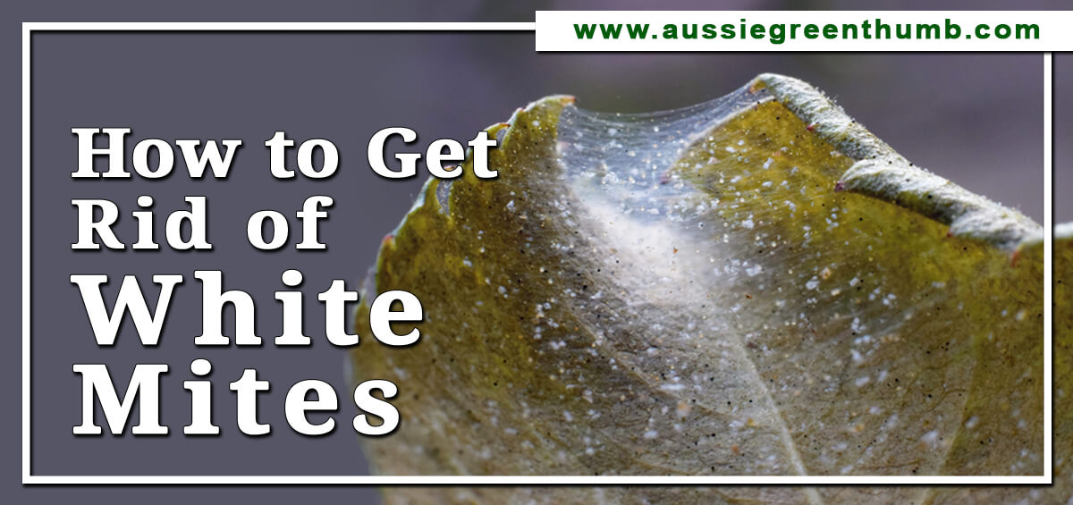 How To Get Rid Of White Mites