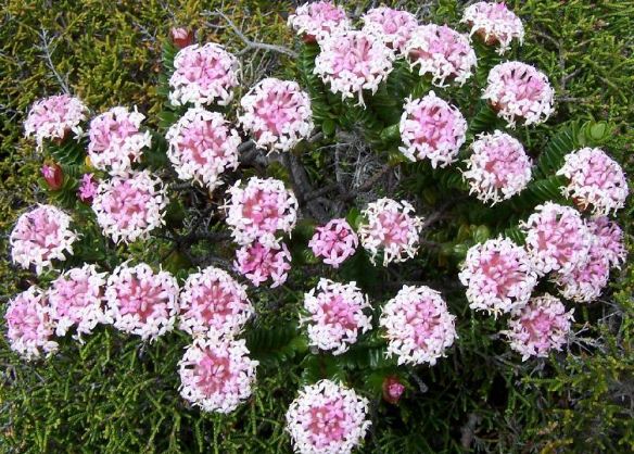 Pimelea rosea flowers