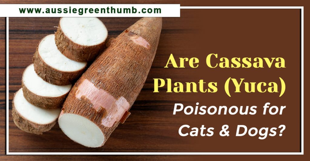 Are Cassava Plants (Yuca) Poisonous for Cats and Dogs?