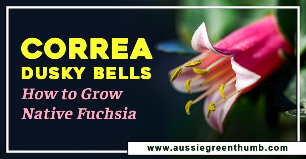 Correa Dusky Bells: How to Grow Native Fuchsia