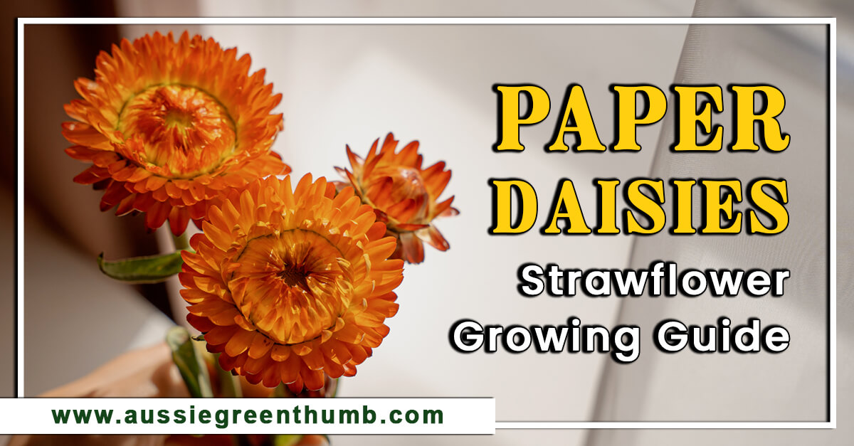 Paper Daisies Strawflower Growing Guide AGT