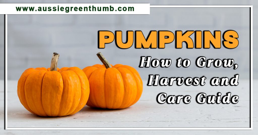 Pumpkins: How to Grow, Harvest and Care Guide