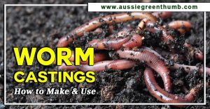 Worm Castings: How to Make and Use