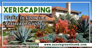 Xeriscaping: Plants to Grow in a Xeriscape Garden