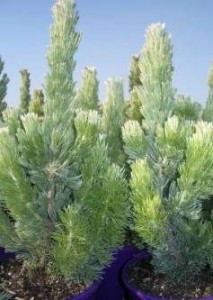 suits tree silver Month Aussie â€“ sericeus the â€“ of Green Adenanthos Plant