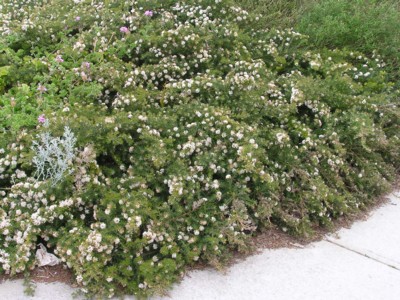 Grevillea crithmifolia