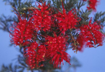 Grevillea preissii