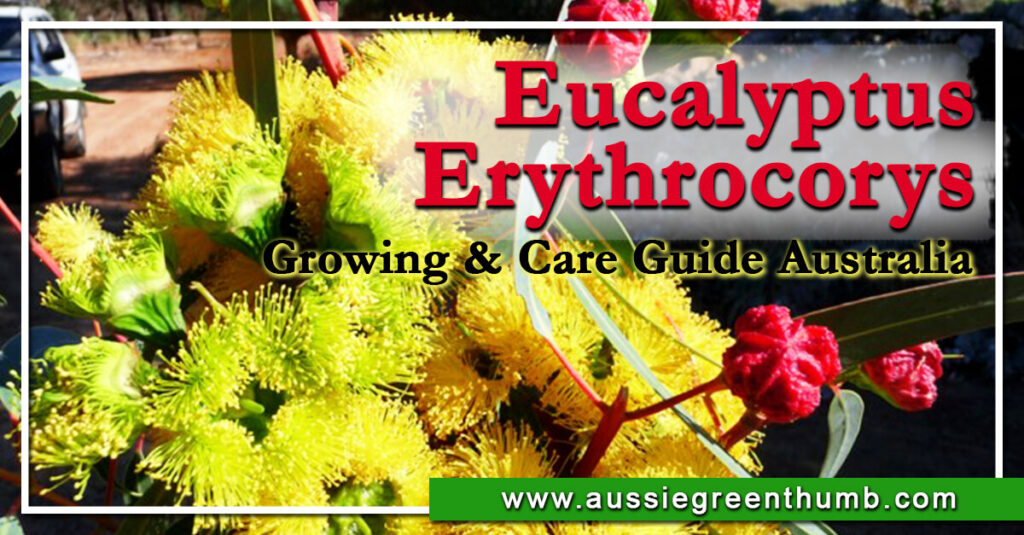 Eucalyptus Erythrocorys Growing & Care Guide Australia