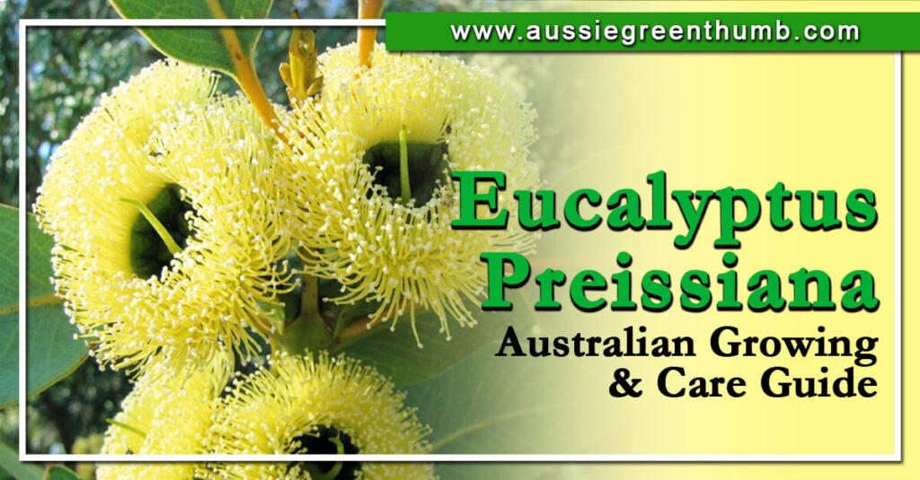 Eucalyptus Preissiana Australian Growing & Care Guide