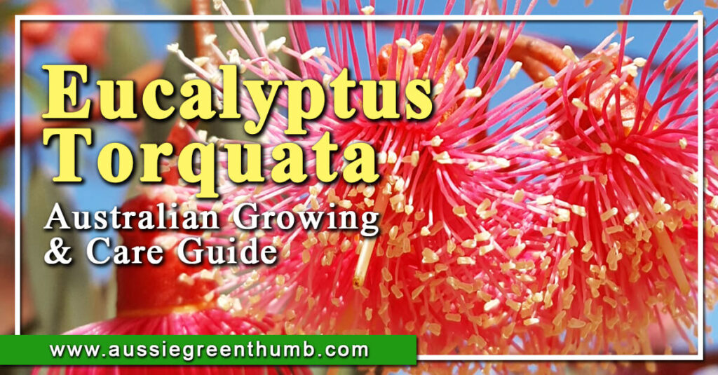 Eucalyptus Torquata Australian Growing & Care Guide