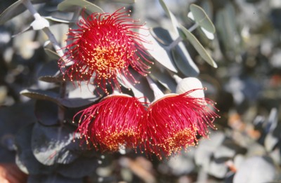 Eucalyptus rhondata plant is quite sensitive to herbicides and pesticides sprays