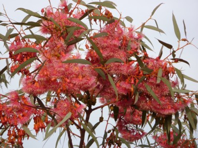 What is Eucalyptus Torquata