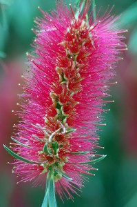 Callistemon Phoeniceus Callistemon Phoeniceus