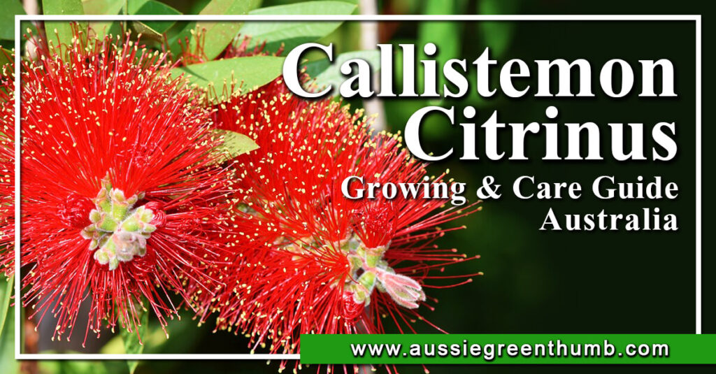 Callistemon Citrinus Growing & Care Guide Australia