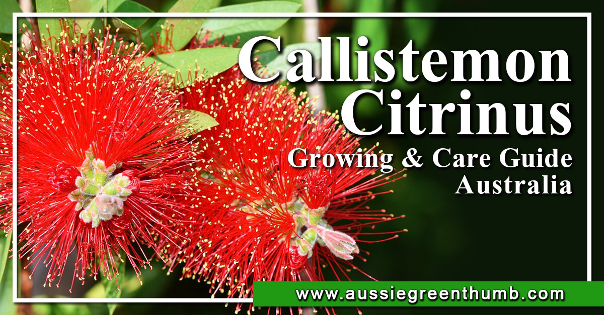 Callistemon citrinus | Growing + Care Guide Australia - AGT