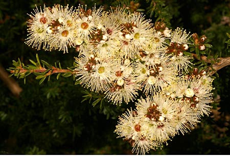 Kunzea ambigua