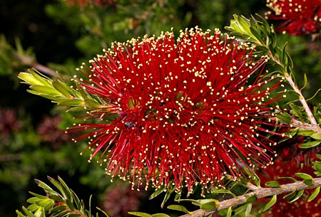 Kunzea Baxteri also known as the scarlet kunzea or crimson kunzea, forms part of the Myrtaceae family