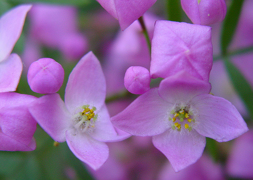 Plant of the Month Boronia pinnata Aussie Green Thumb