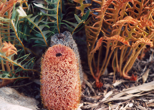 Banksia Blechnifolia