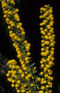 acaciaacinacea Acacia acinacea