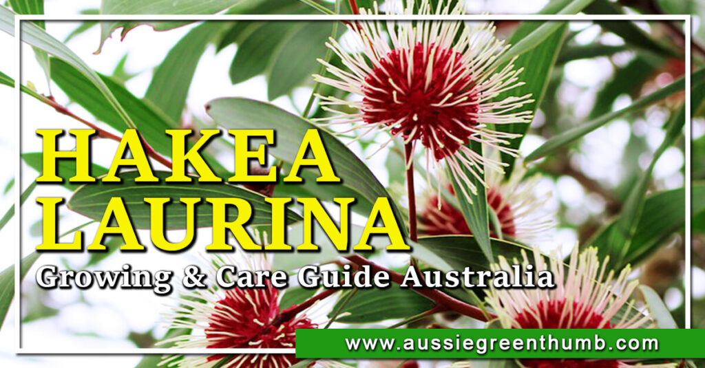 Hakea Laurina Growing & Care Guide Australia