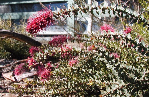 hakea myrtoides