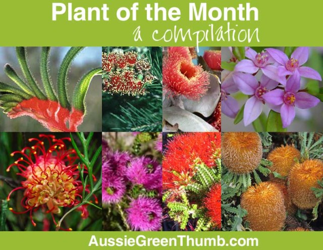 Plant of the month: a compilation