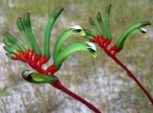 Red and Green Kangaroo Paw Plant