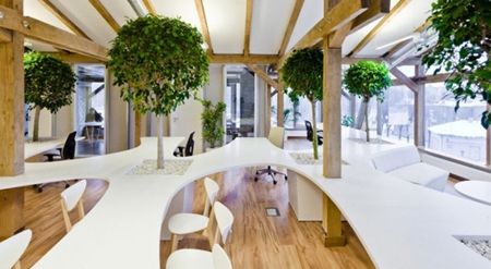 Best Office Plants and Their Benefits Best Office Plants and Their Benefits