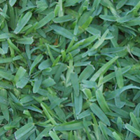 Palmetto Turf