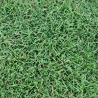 Santa Anna Couch turf