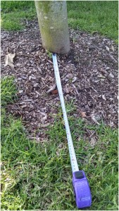 how to measure a mulch ring