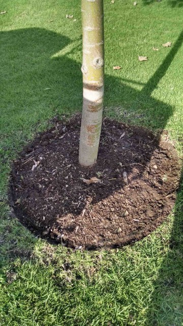 DIY Gardening tips: Tree Mulch Rings : AGT