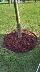 tree base mulch ring