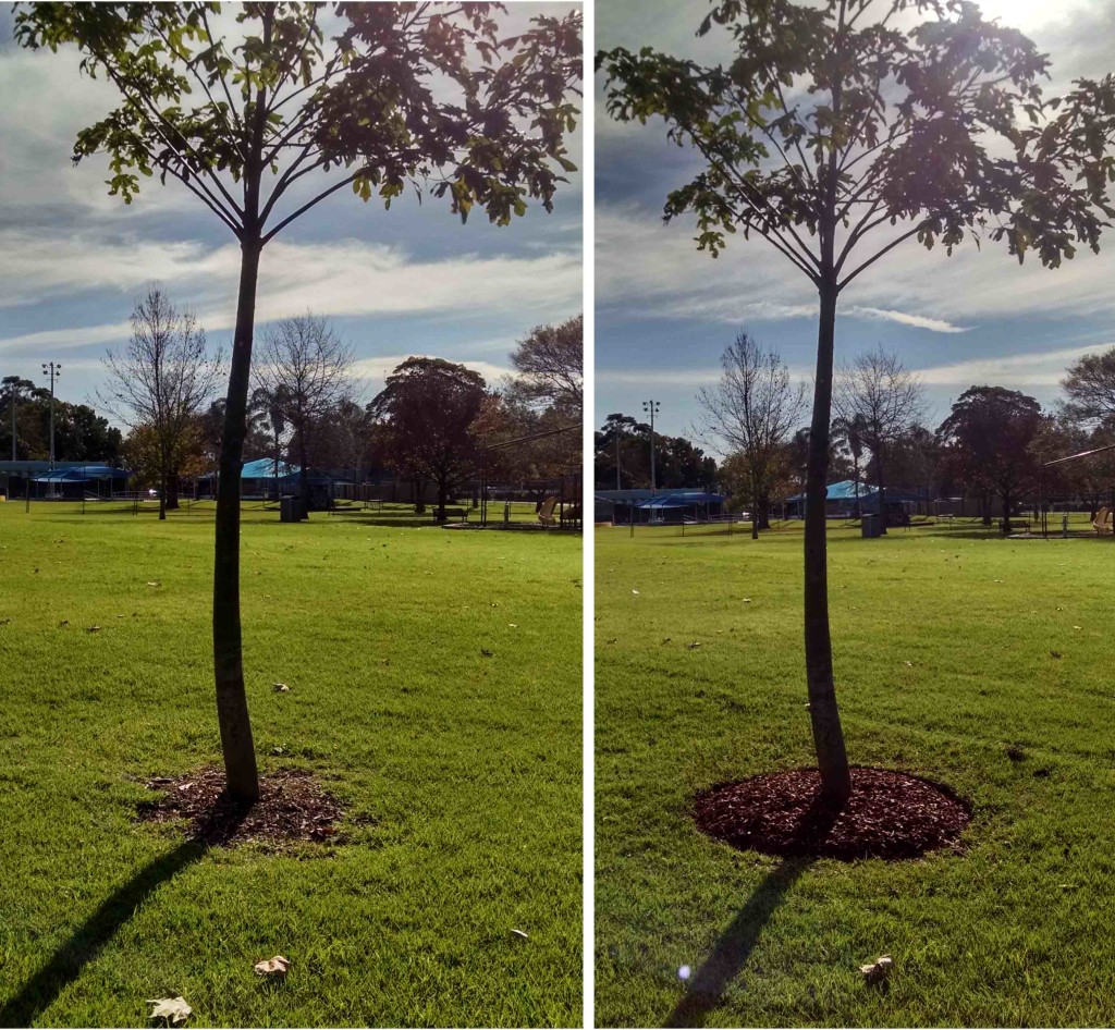 DIY Gardening tips Tree Mulch Rings AGT