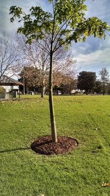 Making a Tree Mulch Ring